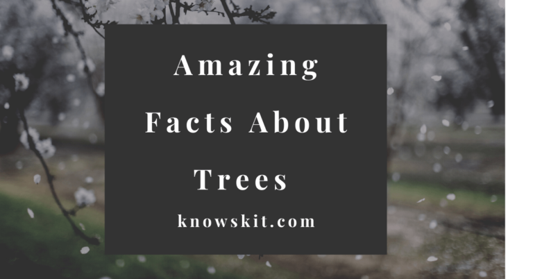 Unique Facts About Trees | List Of Unique Trees.