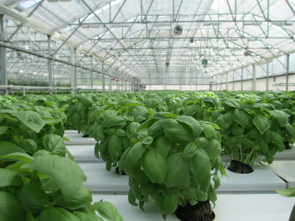 basil, greenhouse, plant-2053350.jpg
