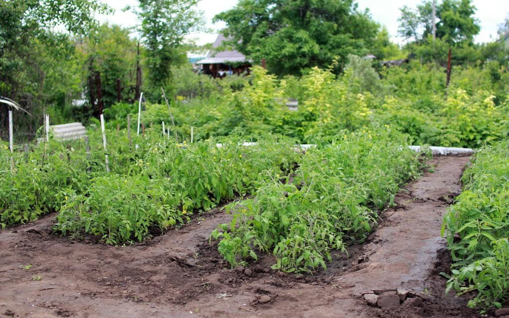 Preparation Before Growing Vegetable Gardens