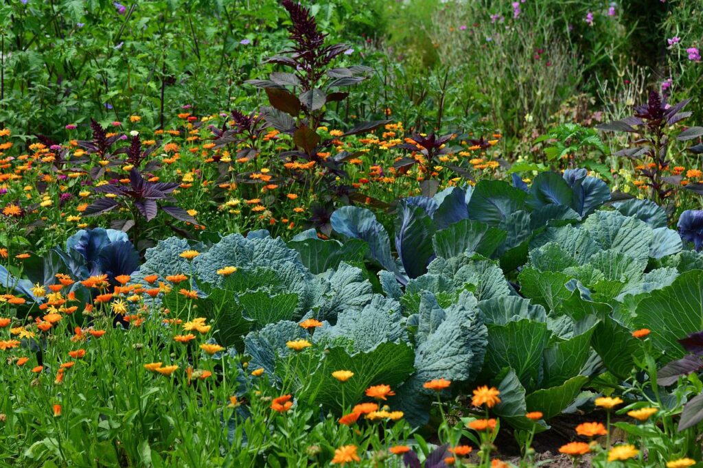 white cabbage, garden, vegetable growing-2521700.jpg